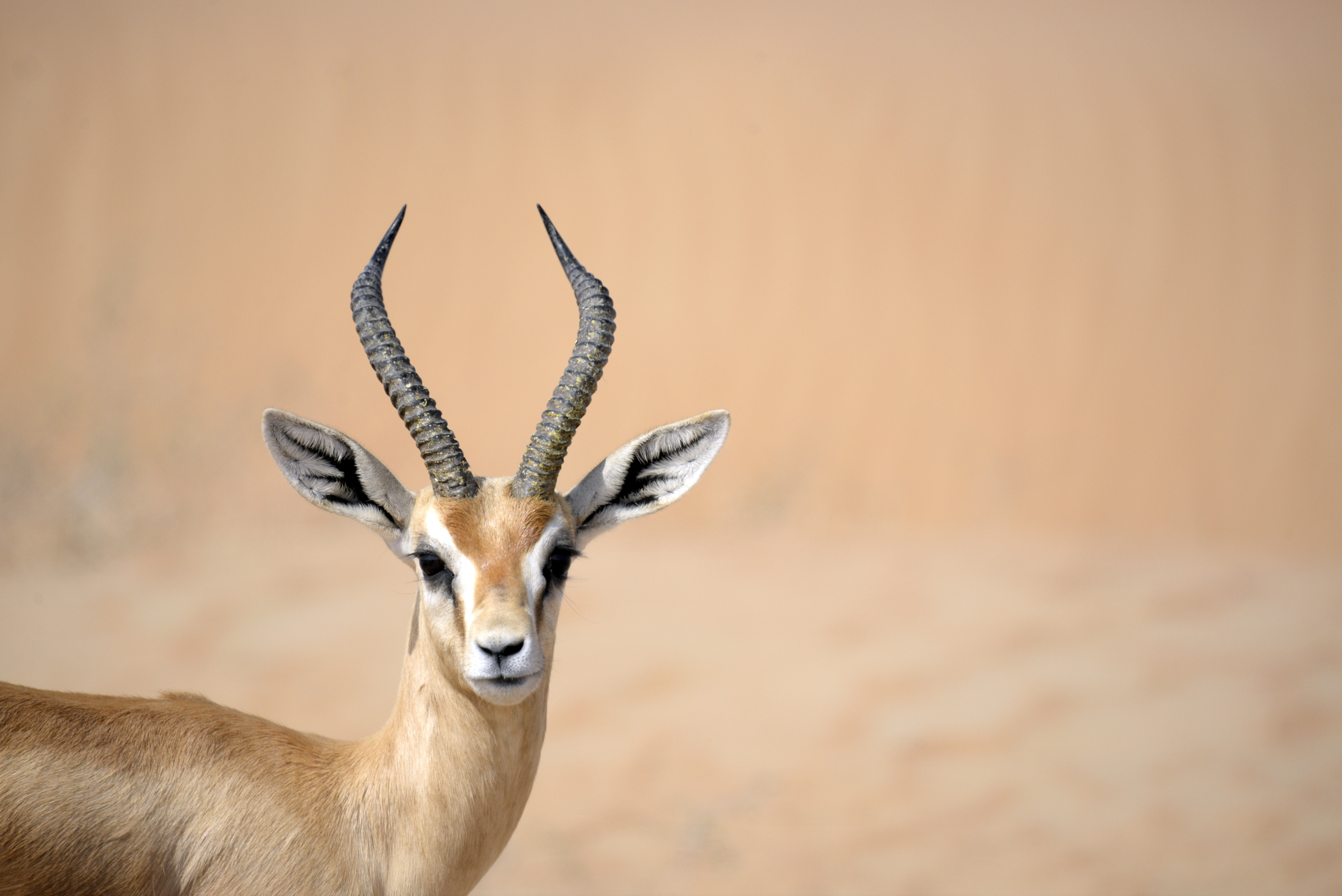 a headshot of a gazelle facing towards us. The background is a desert under a searing sun.